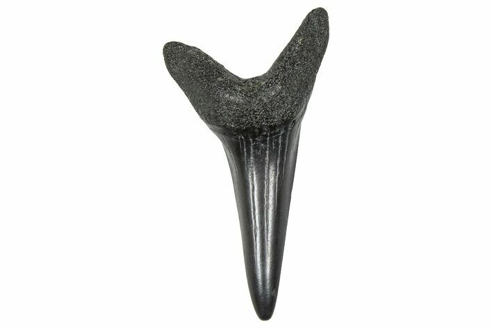 Fossil White Shark Tooth - South Carolina #376003